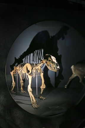 naturhistorisches museum der universitat zurich 8-2024 1012